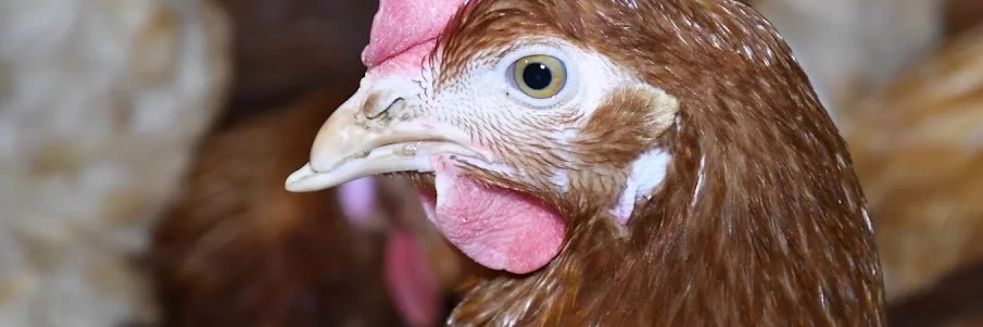 Egg laying hen